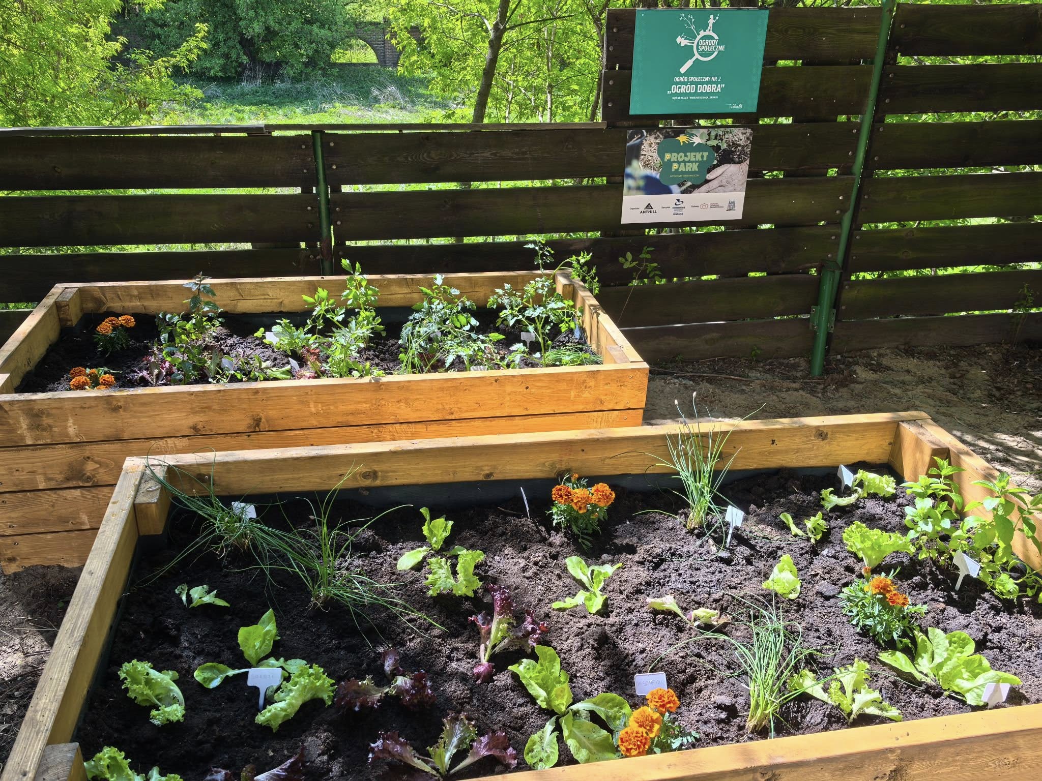 donice z zasadzonymi warzywami i ziołami